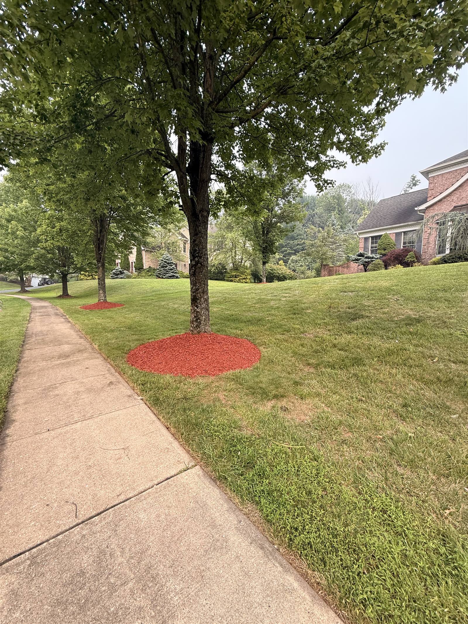 Mulched tree ring by sidewalk